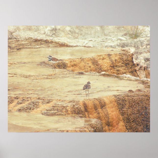Killdeer Poster (Front)