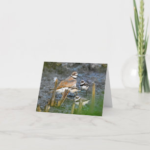 Killdeer, with chicks #1 - Blank Note Card