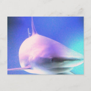 Killer Shark Postcard
