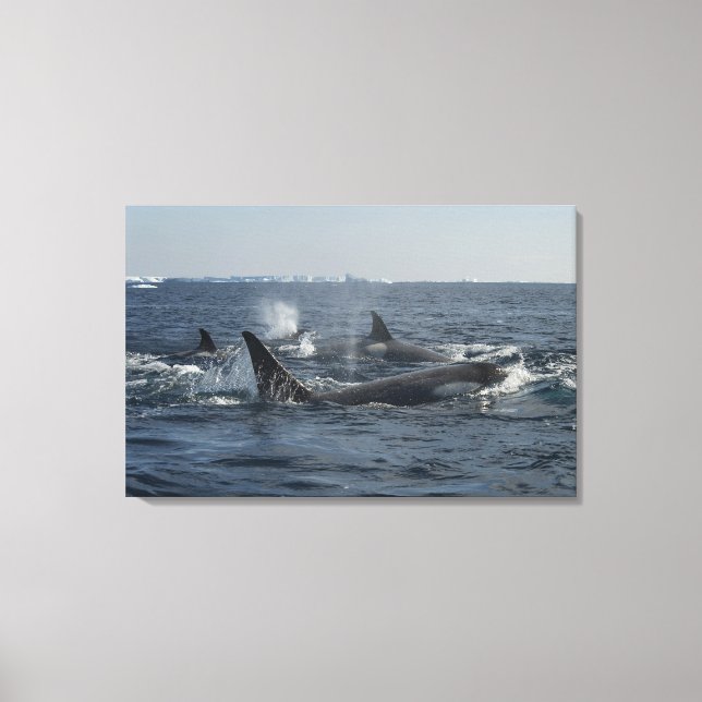killer whale canvas print (Front)