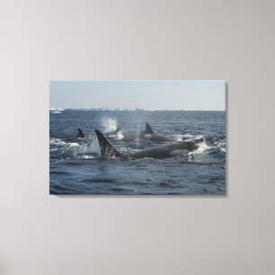 killer whale canvas print