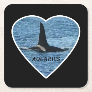 Killer Whale Fin "Aquarius" Orca Coaster