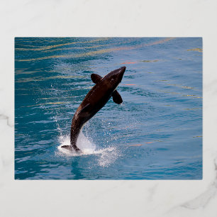 Killer whale jumping out of water foil holiday postcard