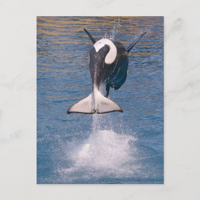 Killer whale jumping out of water postcard (Front)