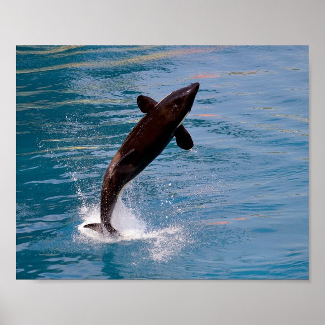 Killer whale jumping out of water poster (Front)