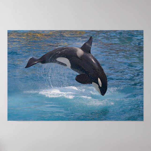 Killer whale jumping out of water poster (Front)
