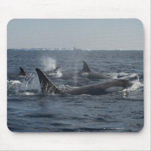 killer whale mouse mat