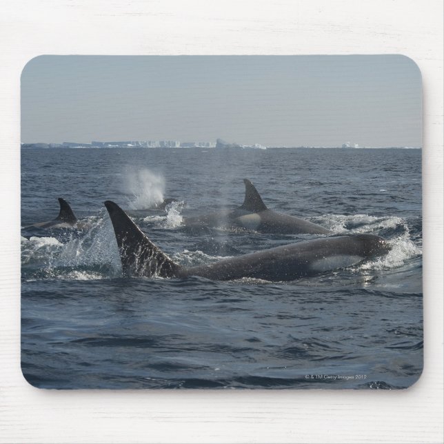 killer whale mouse mat (Front)