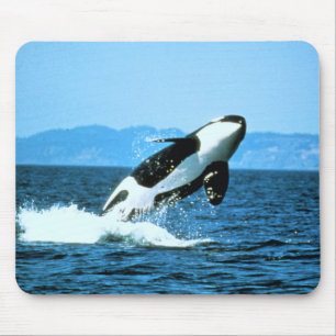 Killer Whale Mouse Mat