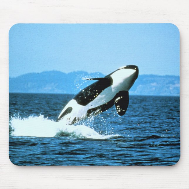 Killer Whale Mouse Mat (Front)