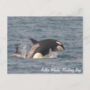 Killer Whale (Orca) Postcard