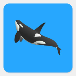 Killer Whale, Orcinus Orca Square Sticker