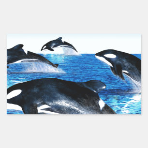 Killer Whale Pod Rectangular Sticker