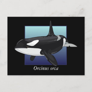 Killer Whale Postcard