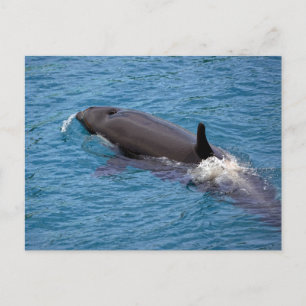 Killer whale swimming postcard