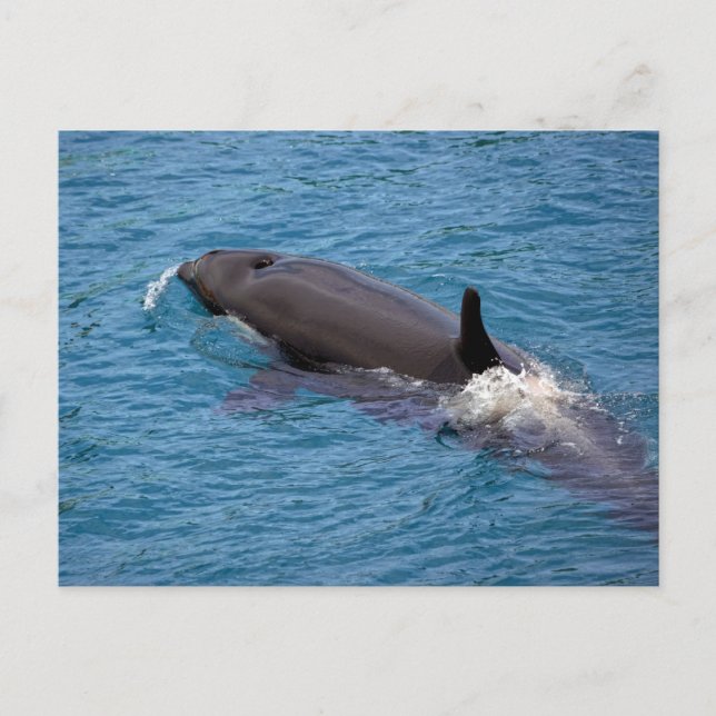 Killer whale swimming postcard (Front)