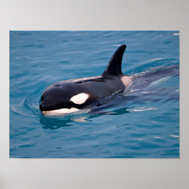 Killer whale swimming poster (Front)