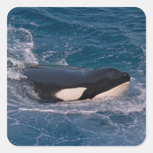 Killer whale swimming square sticker (Front)