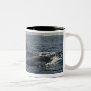 killer whale Two-Tone coffee mug