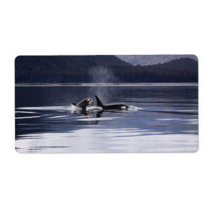 Killer Whales