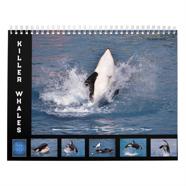 Killer whales 12 month calendar (Cover)