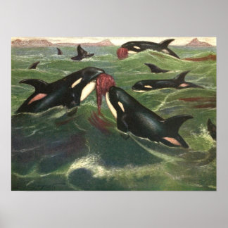 Killer Whales and Orcas, Vintage Marine Mammals Poster
