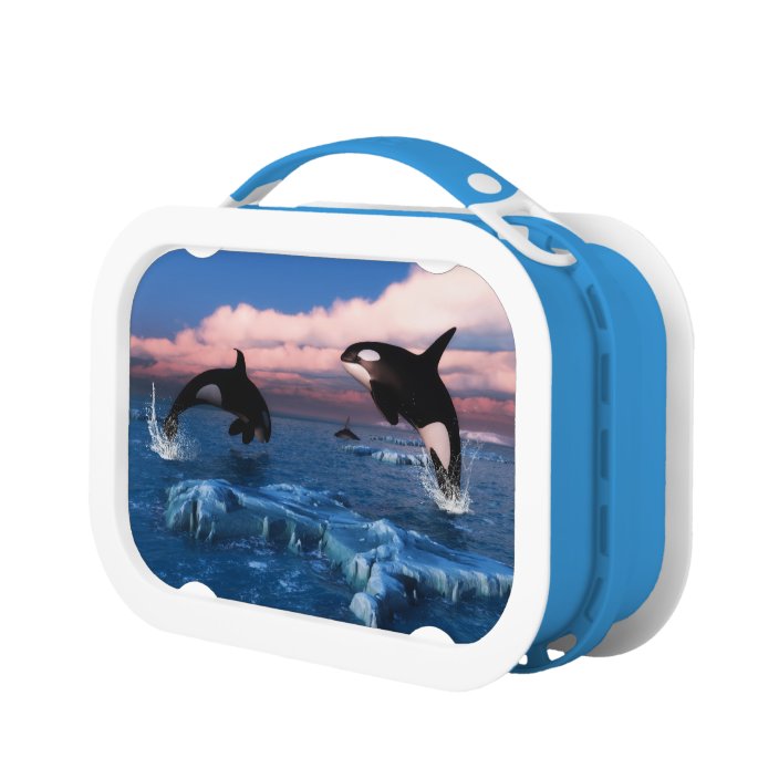 whale lunch box