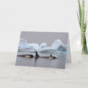 killer whales (orcas), Orcinus orca, pod Card