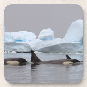 killer whales (orcas), Orcinus orca, pod Coaster