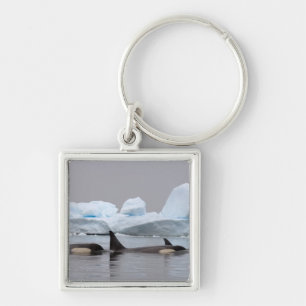 killer whales (orcas), Orcinus orca, pod Key Ring