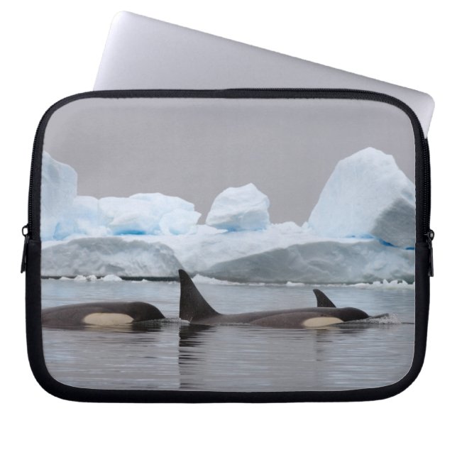 killer whales (orcas), Orcinus orca, pod Laptop Sleeve (Front)