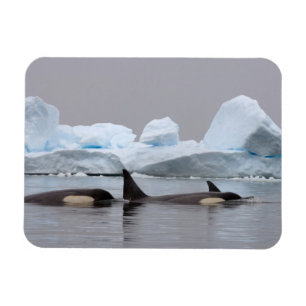 killer whales (orcas), Orcinus orca, pod Magnet