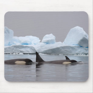 killer whales (orcas), Orcinus orca, pod Mouse Mat
