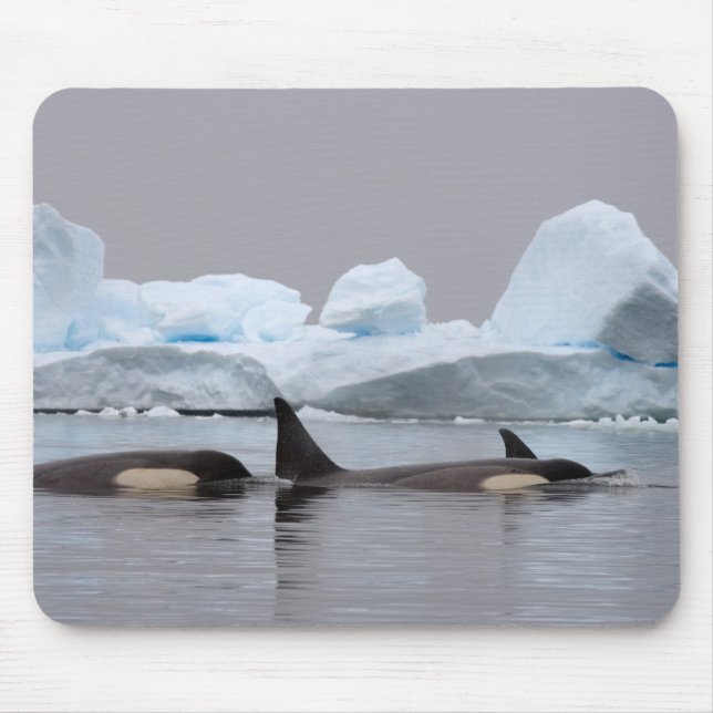 killer whales (orcas), Orcinus orca, pod Mouse Mat (Front)