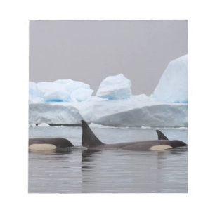 killer whales (orcas), Orcinus orca, pod Notepad
