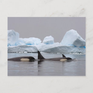 killer whales (orcas), Orcinus orca, pod Postcard