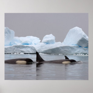 killer whales (orcas), Orcinus orca, pod Poster