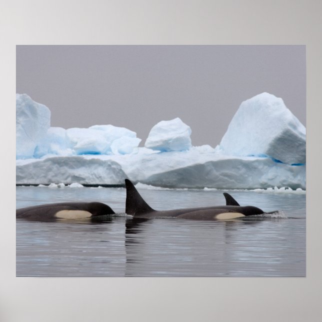 killer whales (orcas), Orcinus orca, pod Poster (Front)