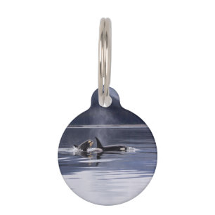 Killer Whales Pet Tag