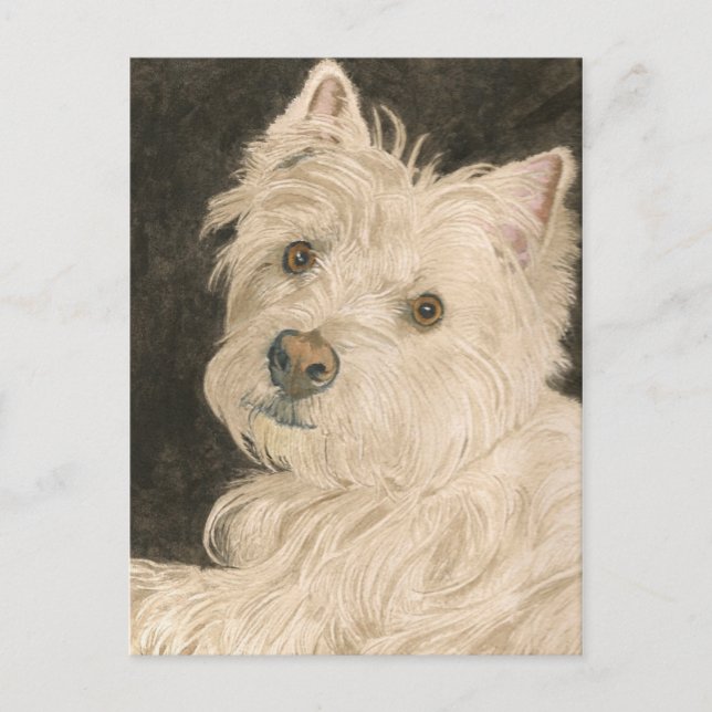 Kiltie the West Highland White Terrier Postcard (Front)