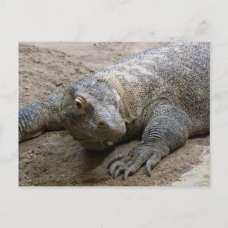 Kimodo Dragon Postcard
