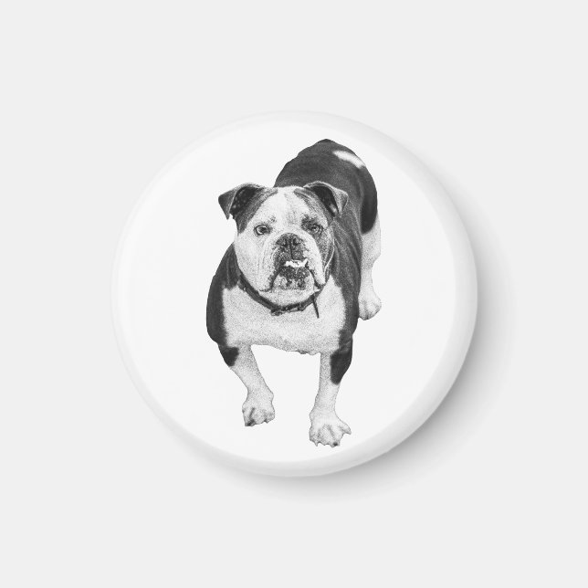 Kind Eyes, Bulldog Magnet (Front)