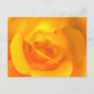 Kindled Rose Postcard