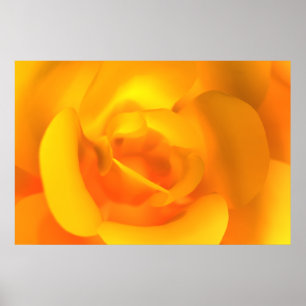 Kindled Rose Print