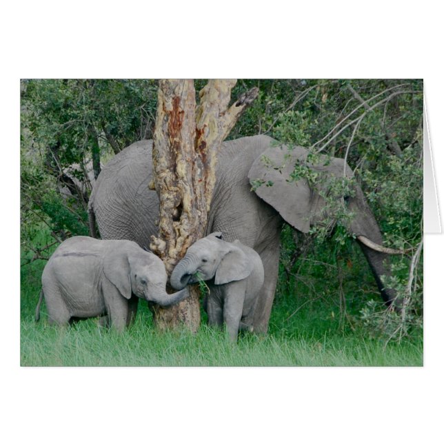 Kindred Spirits (Front Horizontal)