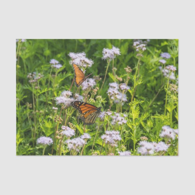 King and Queen Tissue Paper (Front)