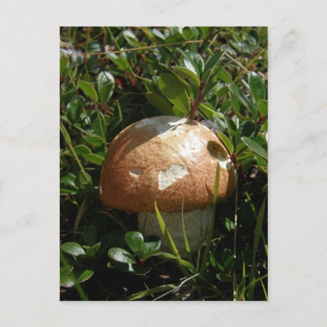 King Boletus Mushroom, Unalaska Island Postcard (Front)