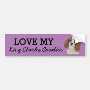 King Charles Cavalier bumper sticker