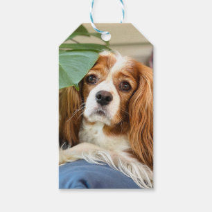 King Charles Cavalier Gift Tag