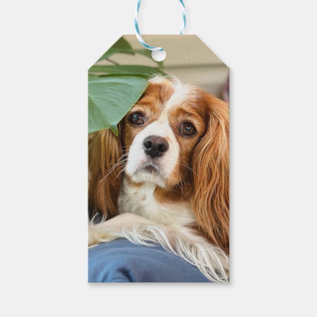 King Charles Cavalier Gift Tag (Front)
